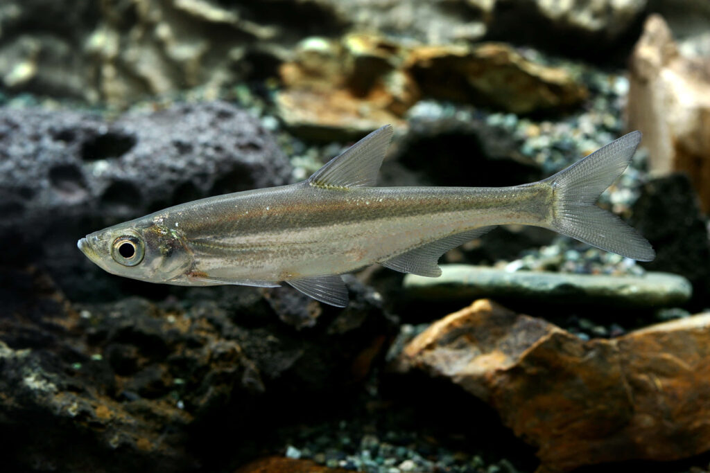 Close-Up of Small Fish among Rocks: Serene Underwater Wallpaper