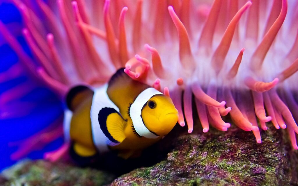 Vibrant Underwater Clownfish & Colorful Sea Anemones Wallpaper