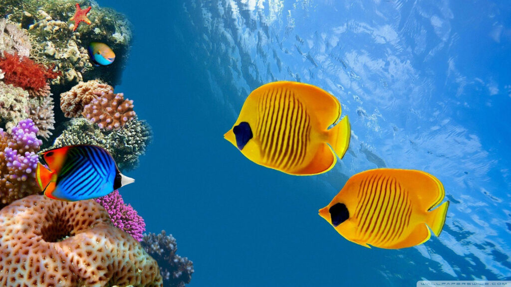 Vibrant Underwater Wallpaper: Colorful Coral Reef & Exotic Fish