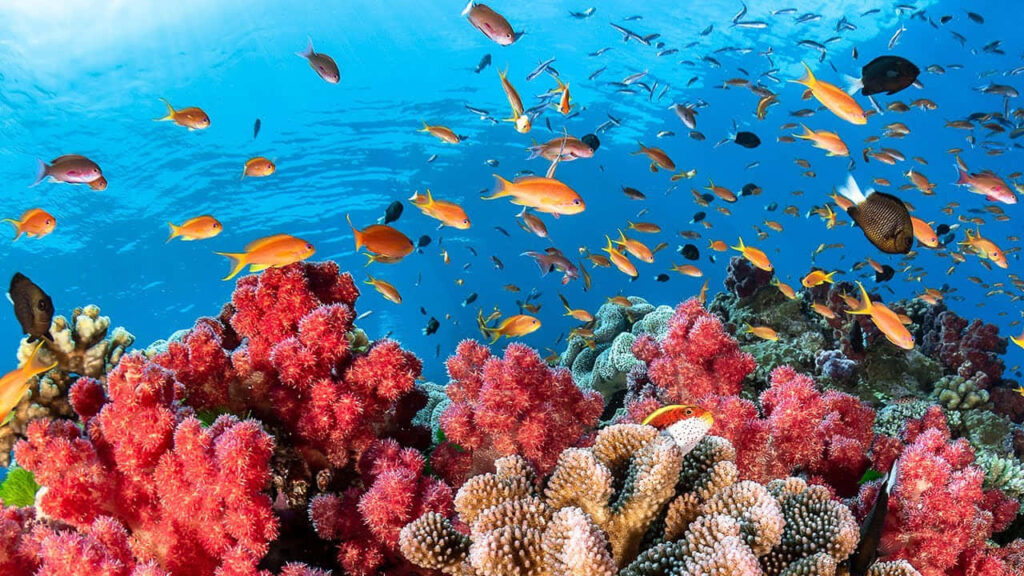 Vibrant Underwater Wallpaper: Colorful Coral Reef & Tropical Sea Life