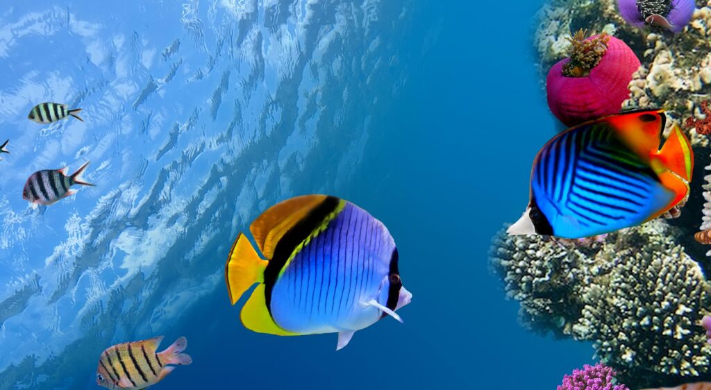 Vibrant Underwater Wallpaper: Colorful Coral Reefs & Tropical Fish