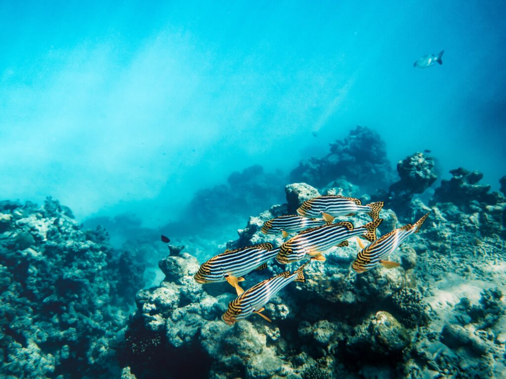 Vibrant Underwater Wallpaper: Striped Fish & Colorful Coral Reef