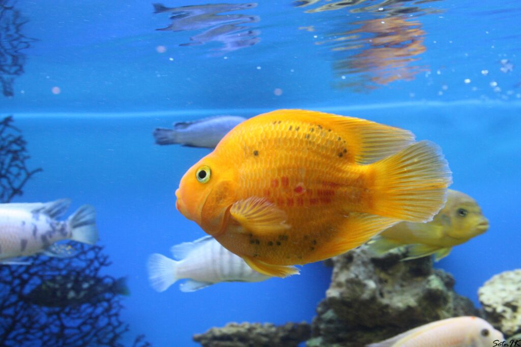 Vibrant Underwater Wallpaper: Colorful Fish & Coral Paradise