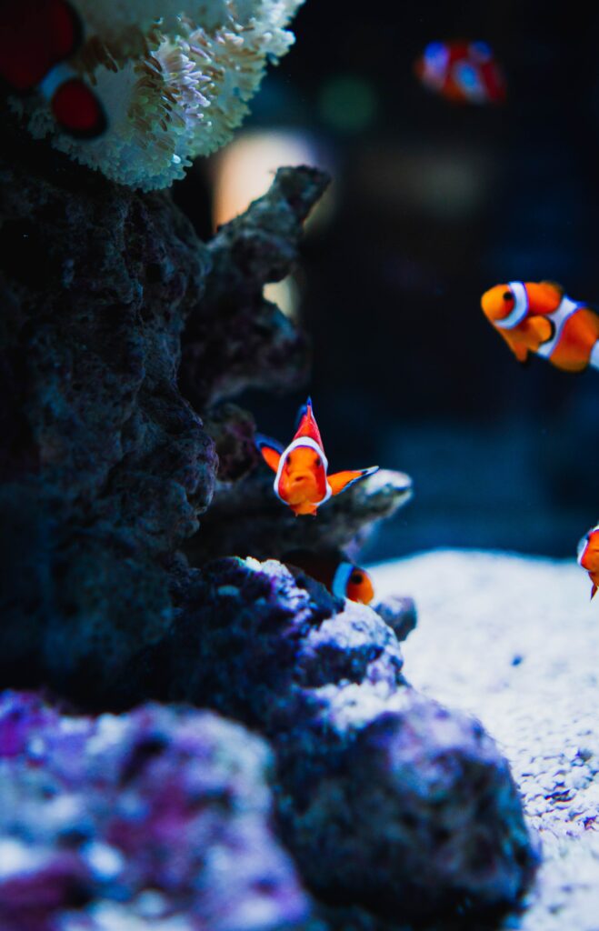Vibrant Underwater World Wallpaper: Colorful Fish & Coral Background