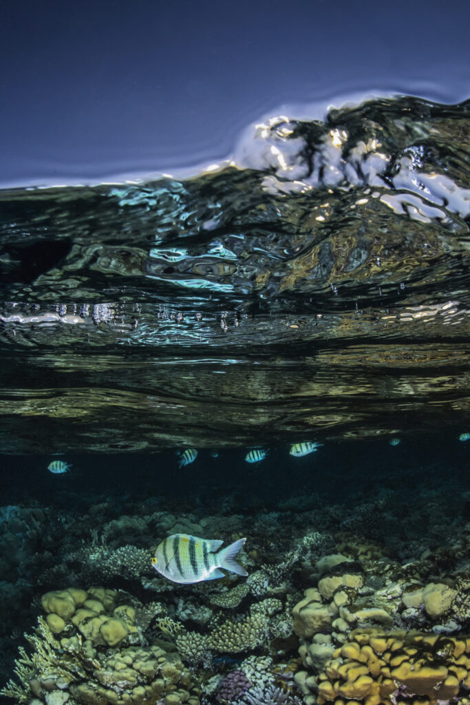 Vibrant Underwater Wallpaper: Colorful Fish & Lively Corals Background