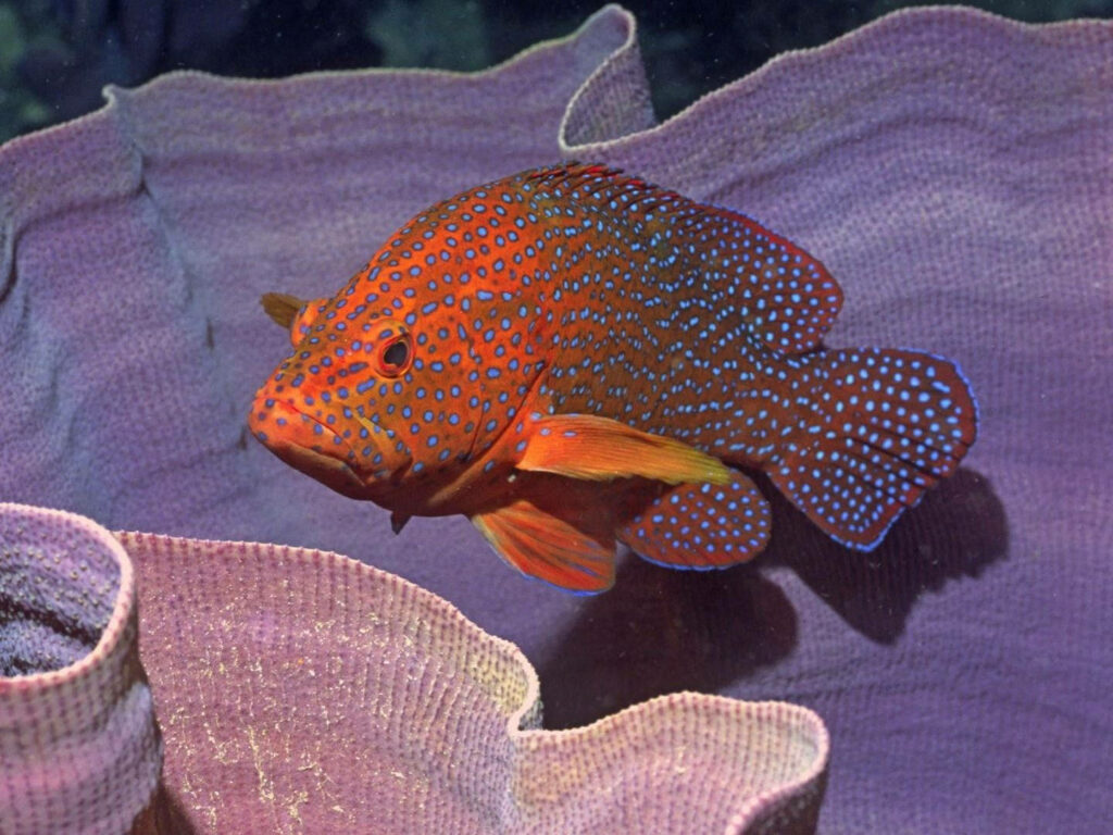 Vibrant Underwater Scene: Colorful Fish & Purple Clams Wallpaper