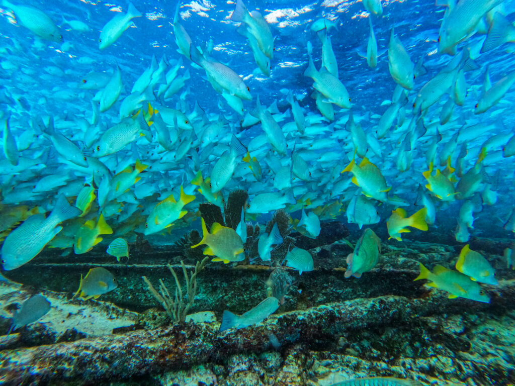 Vibrant Underwater Wallpaper: Colorful Fish in Clear Blue Ocean