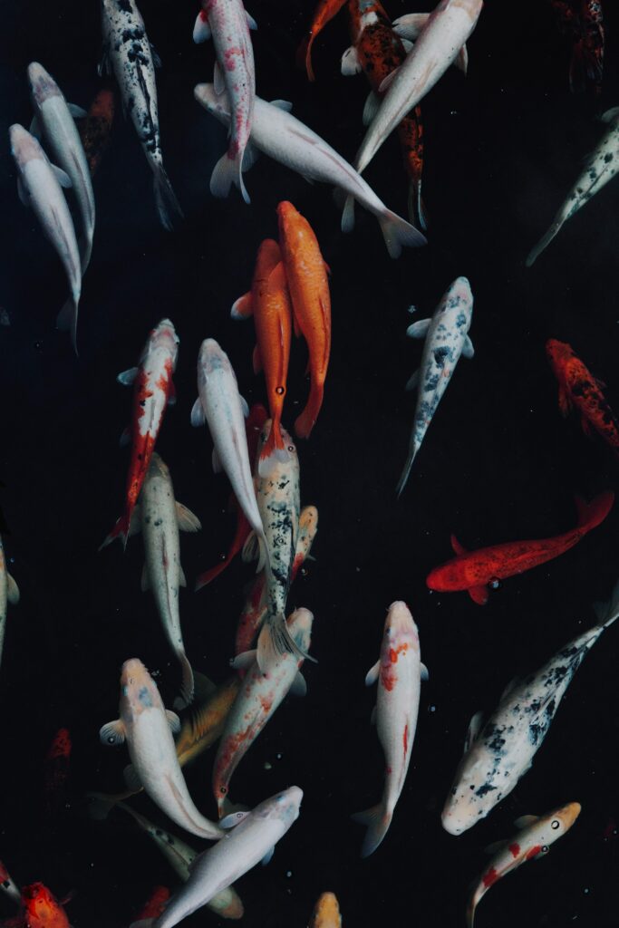 Vibrant Underwater Scene with Colorful Fish - High-Res Wallpaper