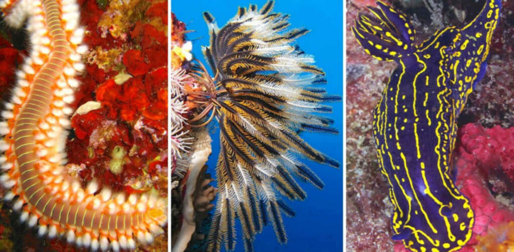 Vibrant Underwater Wallpaper: Marine Life & Colorful Invertebrates