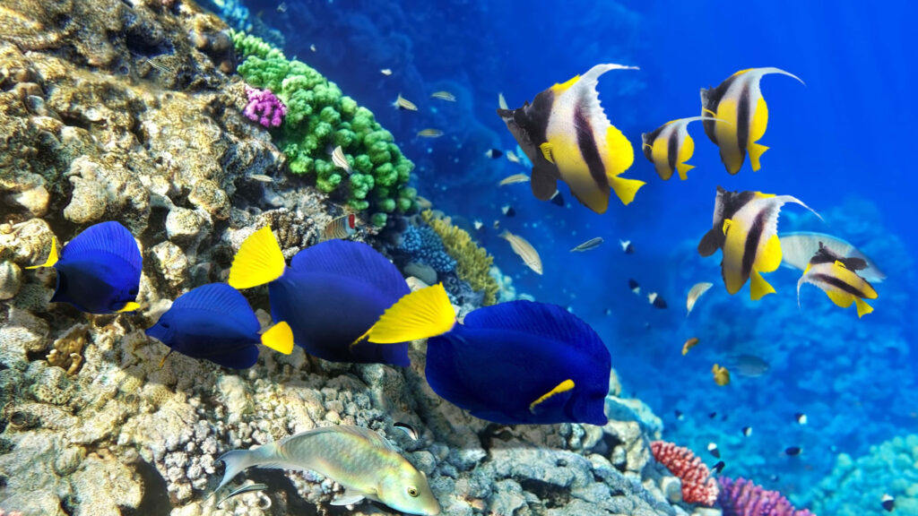 Colorful Tropical Fish Wallpaper: Vibrant Coral Reef Underwater Scene