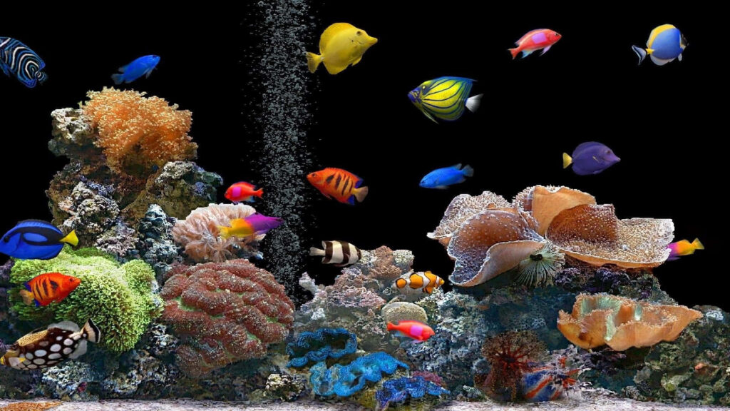 Colorful Tropical Fish & Coral Reefs: Vibrant Underwater Wallpaper