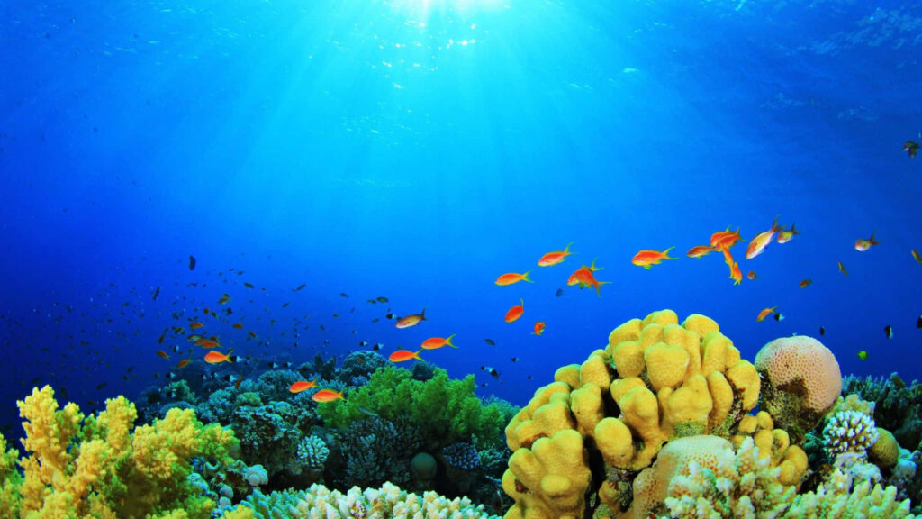 Vibrant Underwater Scene Wallpaper: Coral Reef & Colorful Fish