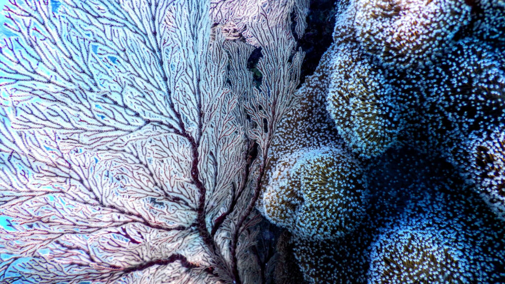 Vibrant Underwater Coral Scene Wallpaper - Stunning Marine Life Background