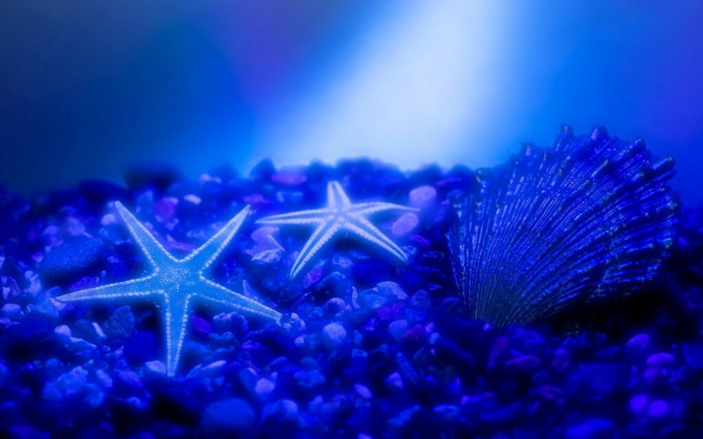 Serene Underwater Scene: Luminous Starfish & Shell Wallpaper