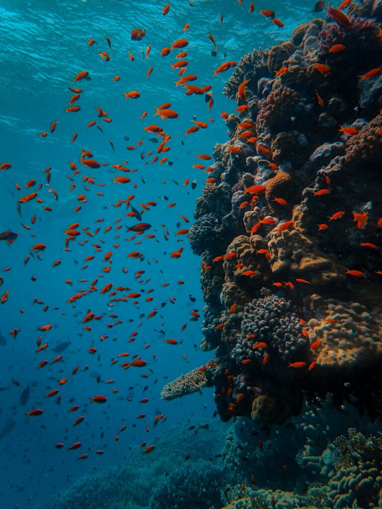 Vibrant Underwater Wallpaper: Coral Reef & Colorful Fish Scene