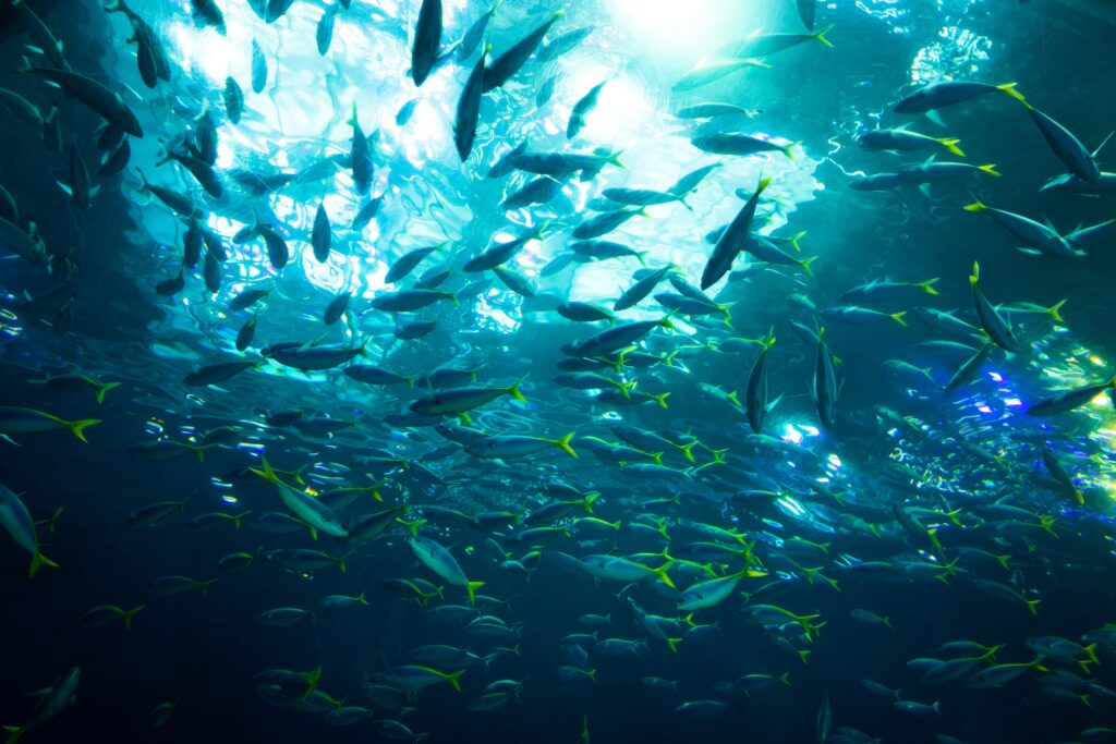 Mesmerizing Underwater Wallpaper: Vibrant Fish & Sunlit Ocean