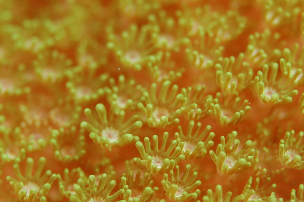 Vibrant Underwater Marine Wallpaper: Sea Anemones & Algae Scene