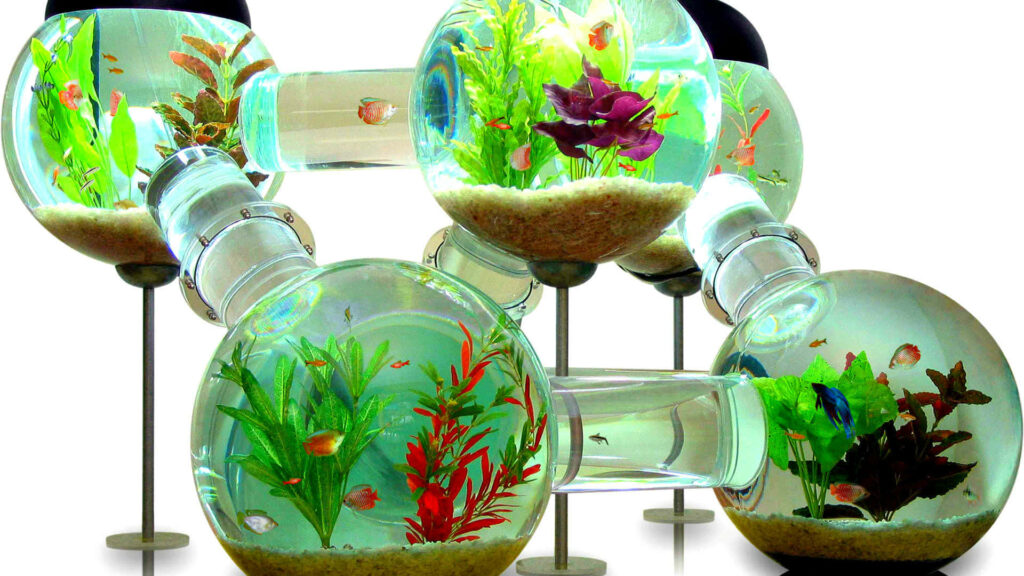 Vibrant Underwater Landscape: Spherical Fish Tanks & Aquatic Plants Wallpaper