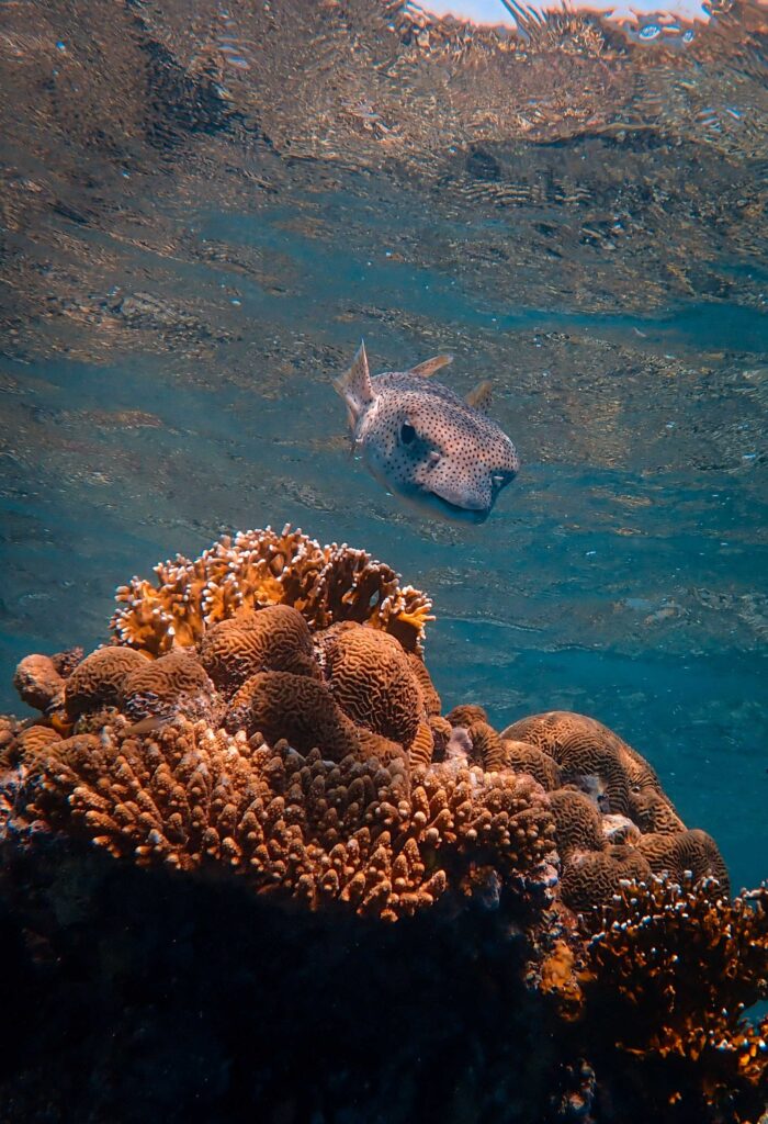 Vibrant Underwater Wallpaper: Spotted Fish & Coral Reef Beauty