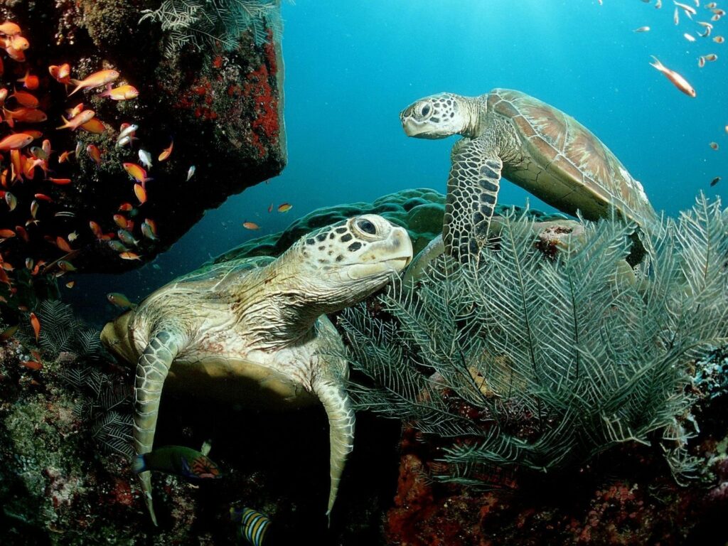 Vibrant 1600x1200 Underwater Scene with Turtles and Colorful Fish Wallpaper