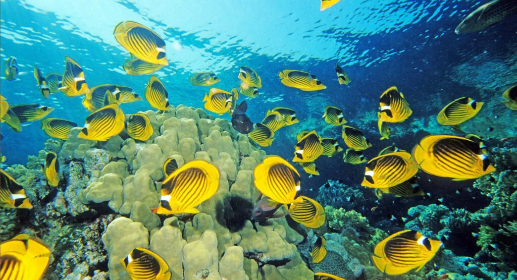 Vibrant Underwater Wallpaper with Yellow Butterflyfish & Coral Reef