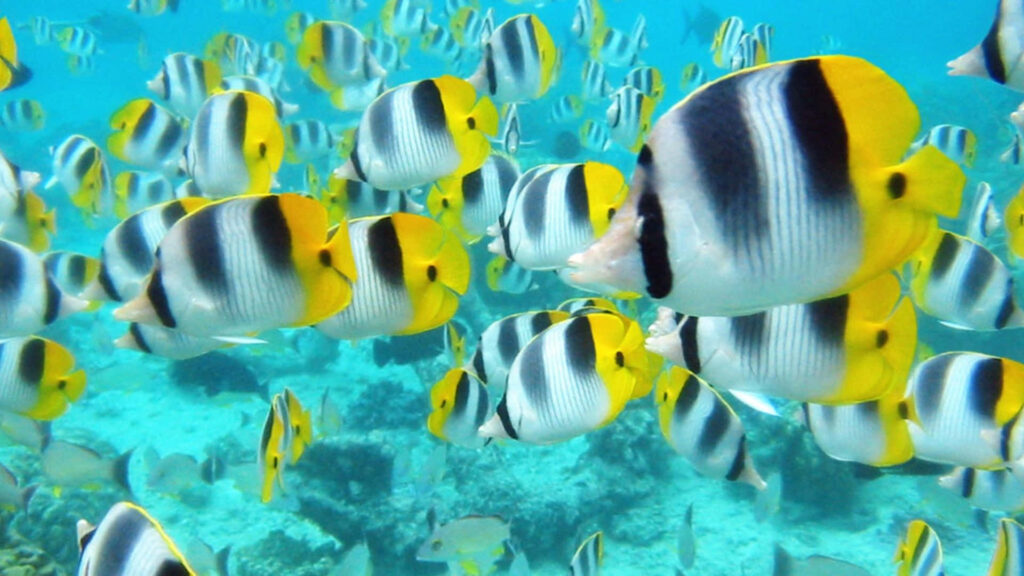 Vibrant underwater wallpaper with yellow black white butterflyfish swimming over bright coral reef