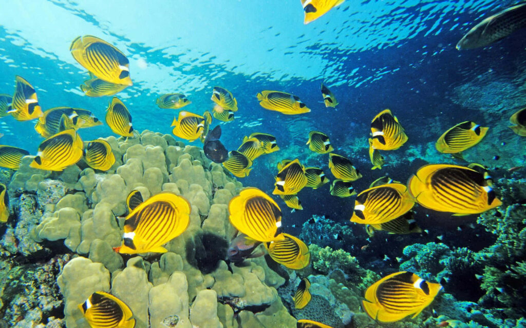 Vibrant underwater wallpaper with butterflyfish swimming above colorful coral reefs in clear ocean