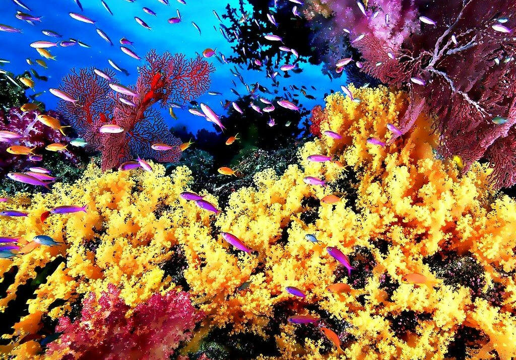 Vibrant Underwater Wallpaper: Bright Coral & Colorful Fish Scene