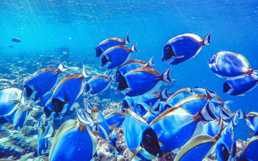 Vibrant Underwater Wallpaper: Colorful Fish & Coral Reef Background