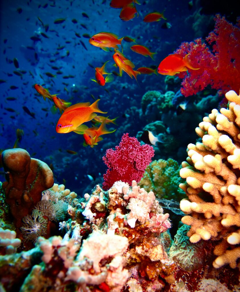 Vibrant Underwater Wallpaper with Colorful Fish and Corals
