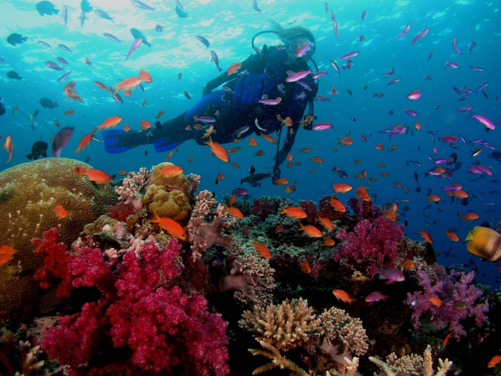 Diver exploring vibrant coral reefs with orange and purple fish in clear blue ocean waters Wallpaper