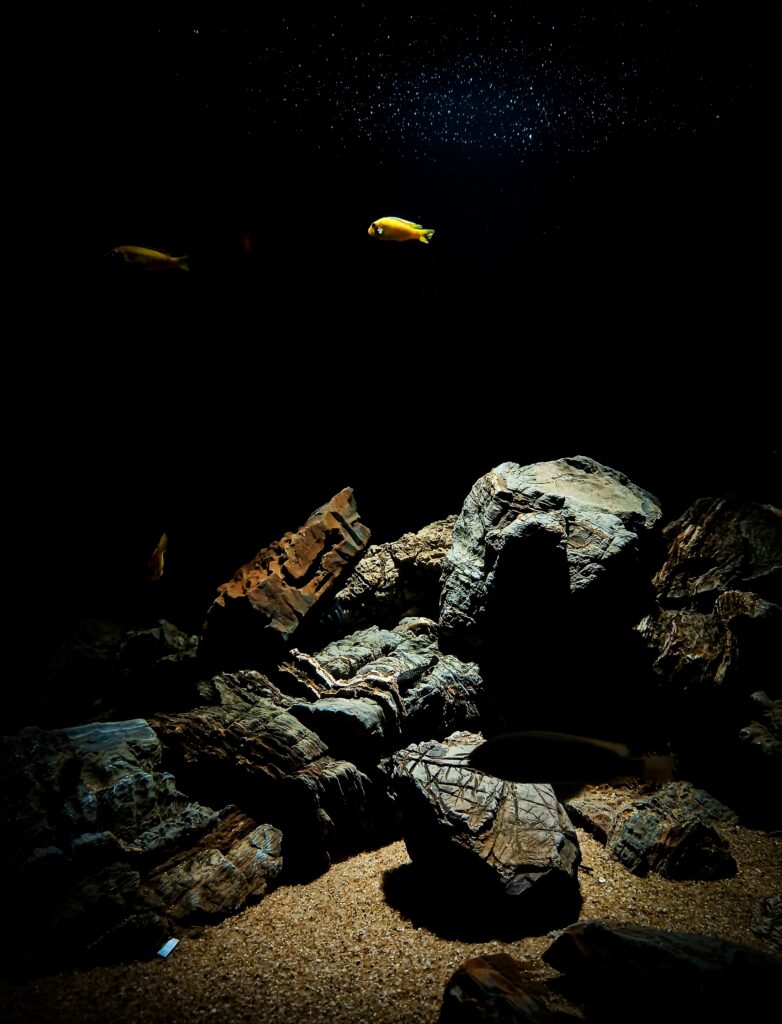 Underwater scene with vibrant fish swimming over rocky sandy terrain in dramatic light wallpaper