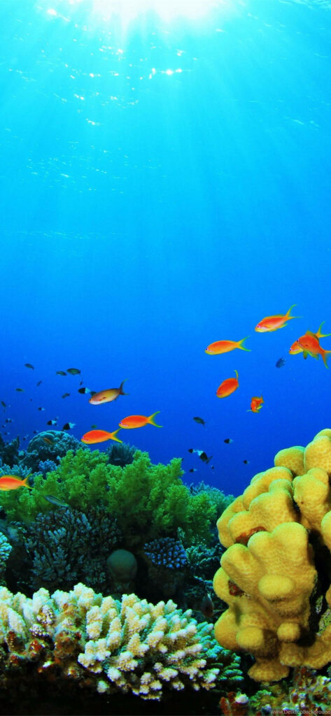 Vibrant Underwater iPhone Wallpaper: Colorful Corals & Fish