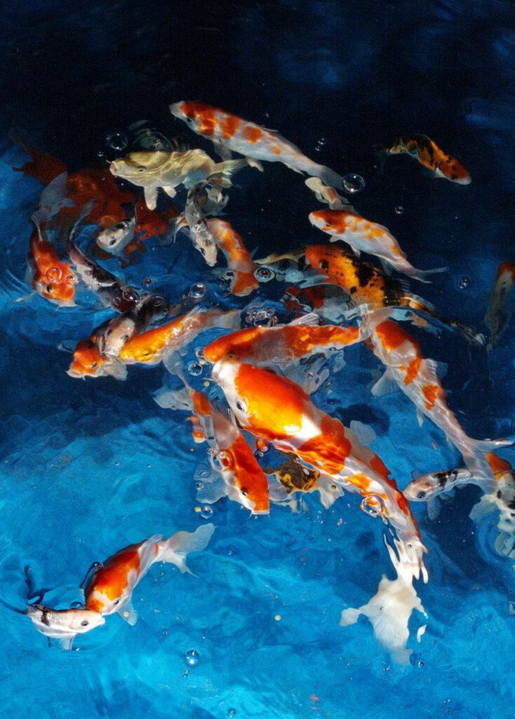 Vibrant Underwater iPhone Wallpaper with Colorful Fish