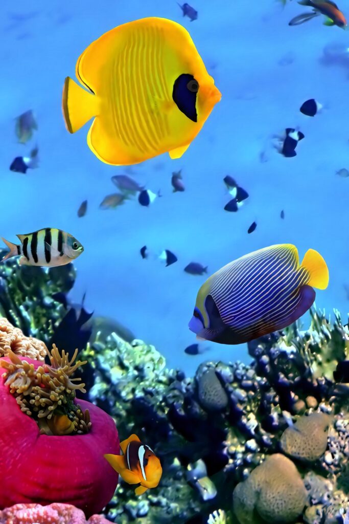 Vibrant Tropical Fish Underwater Wallpaper for Ocean Lovers