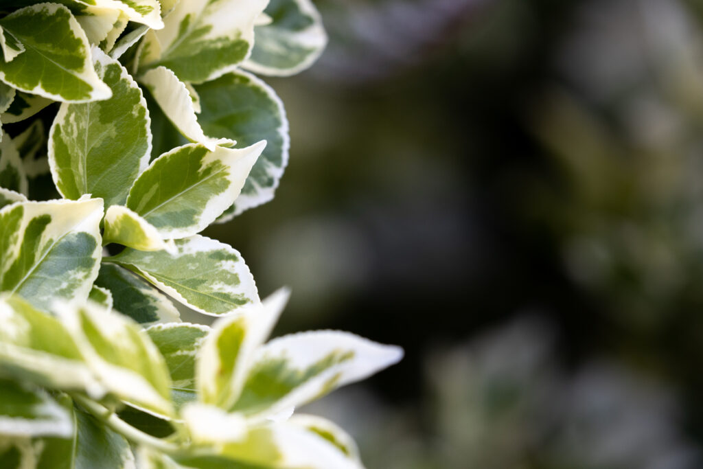 Vibrant Green & White Variegated Leaf Macro - Lush Wallpaper Background