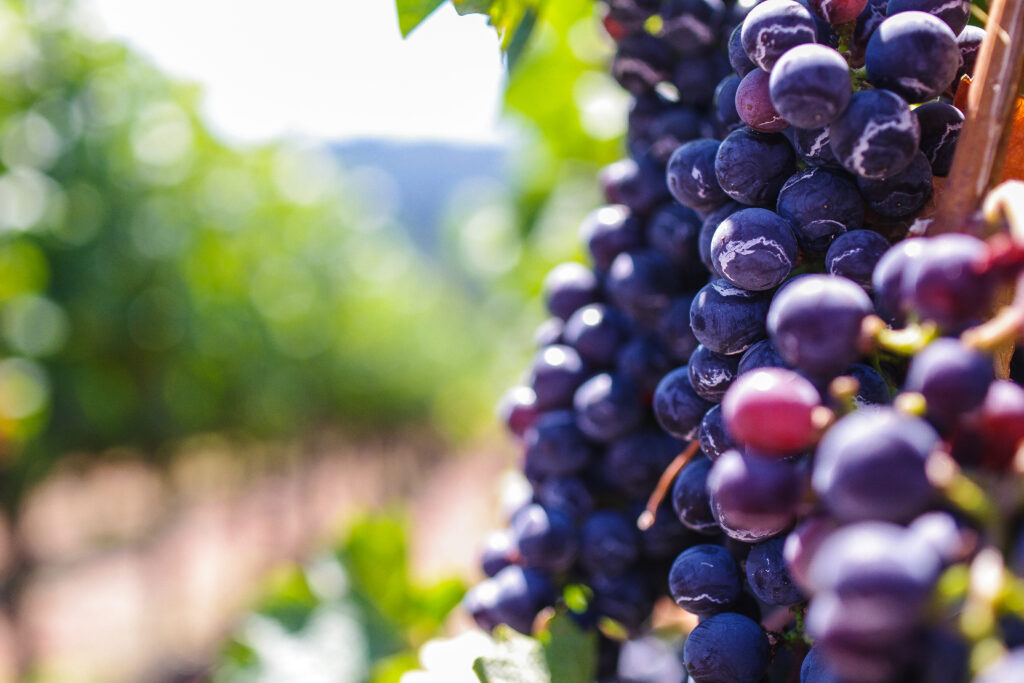Vibrant Wallpaper of Ripe Grapes in Sunlit Vineyard Background