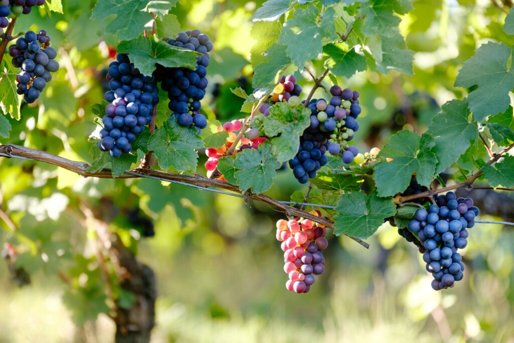 Vibrant Vineyard Wallpaper: Ripe Grapes & Lush Green Vines