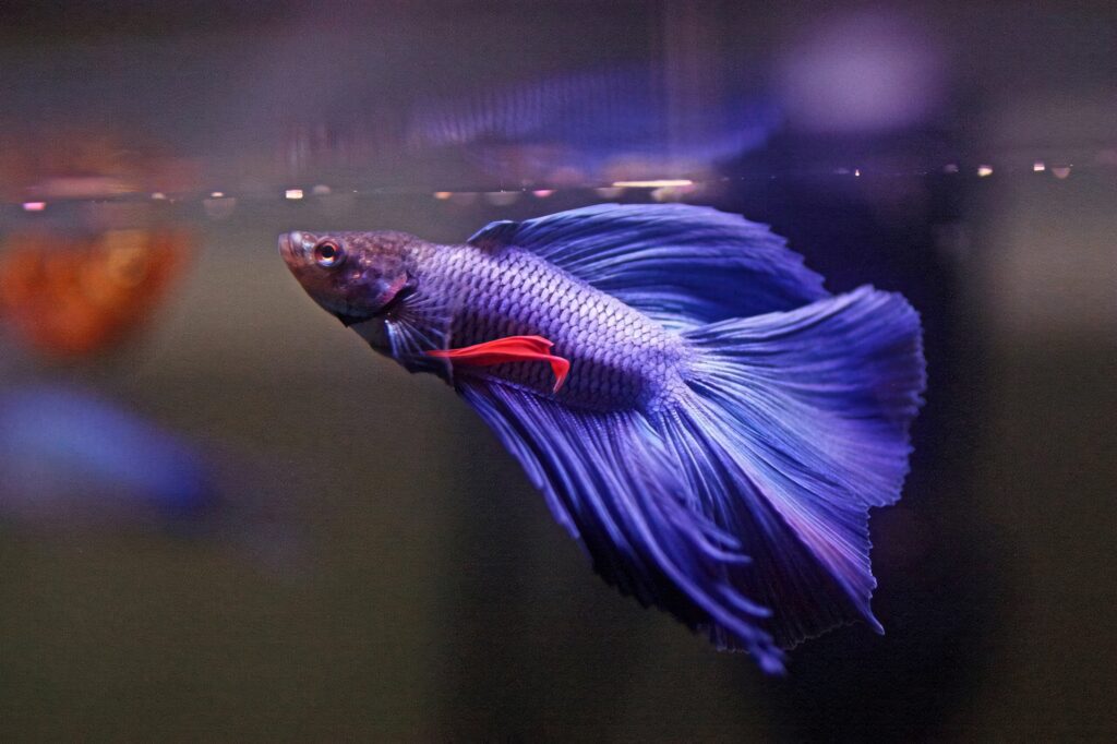 Vibrant violet betta fish with flowing fins swimming gracefully in clear water wallpaper background