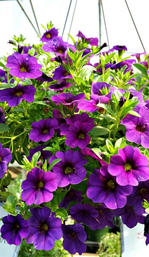 Vibrant Violet Calibrachoa Flowers Wallpaper | Lively Floral Background
