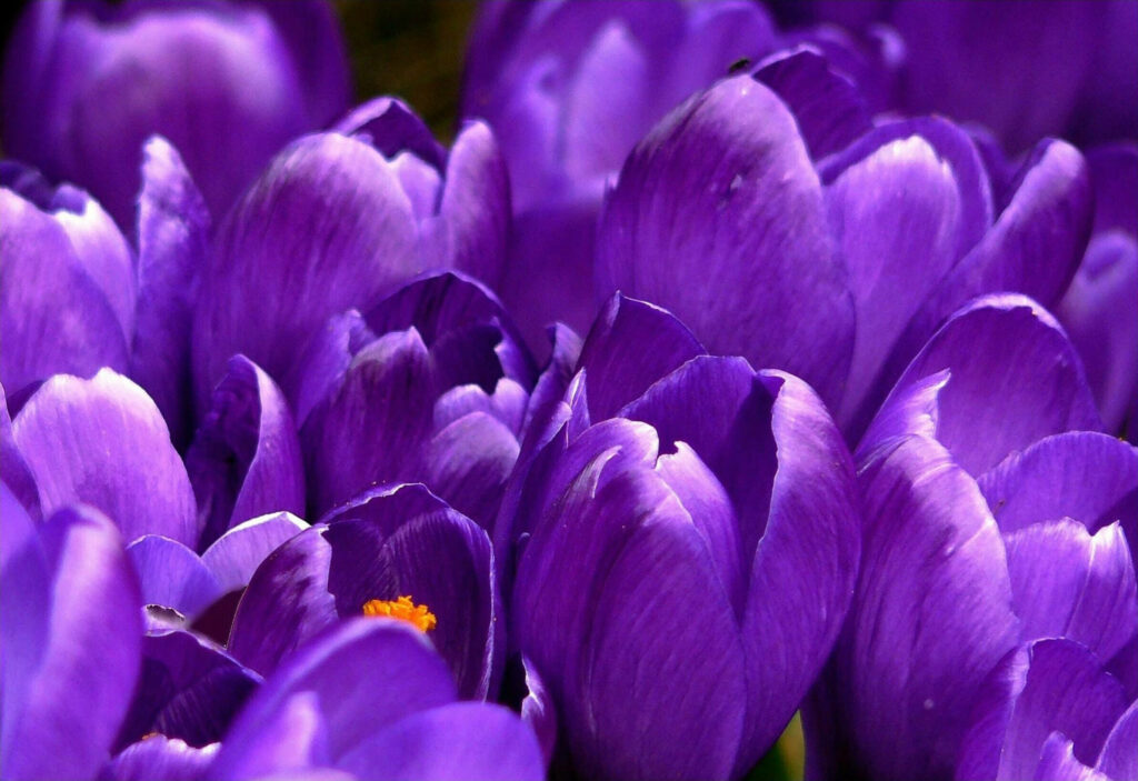 Stunning Violet Crocus Flowers Wallpaper: Close-Up Petal Details