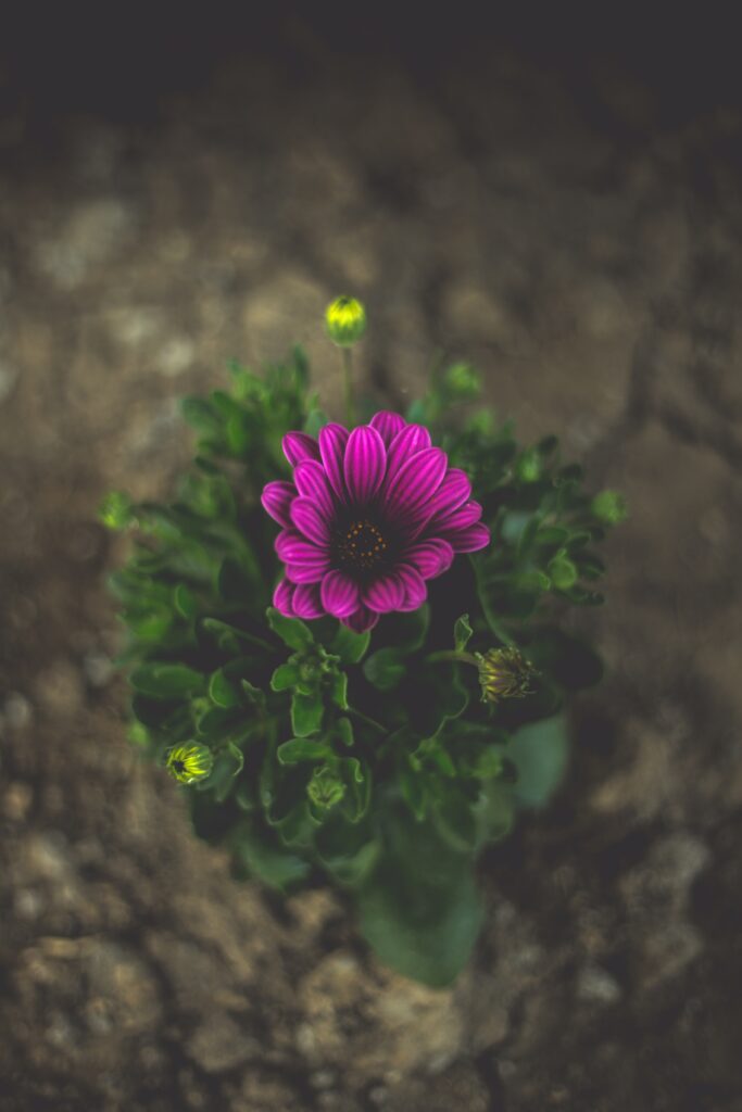 Vibrant Violet Flower Close-Up: Stunning Wallpaper Background