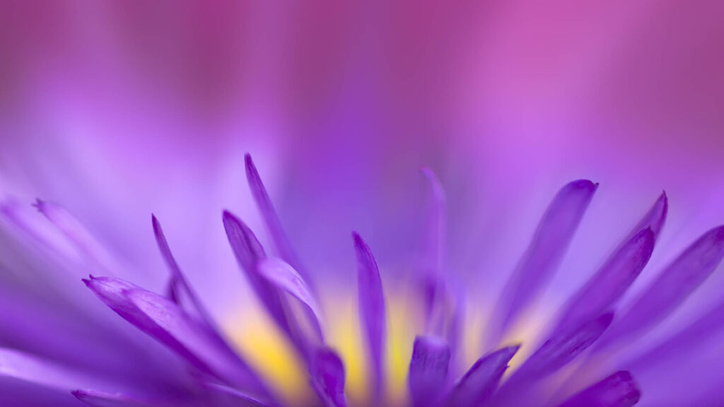 Dreamy Violet Flower Petal Wallpaper with Soft Yellow Hues
