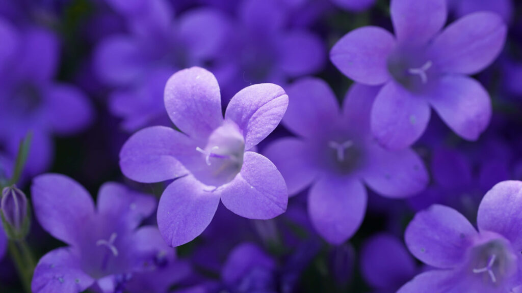 Vibrant Violet Flowers Wallpaper in Stunning 4K Background