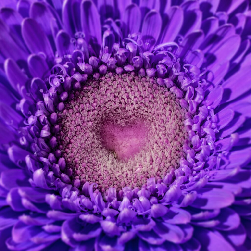 Stunning Violet Gerbera Flower Wallpaper: Intricate Petals & Heart Shape