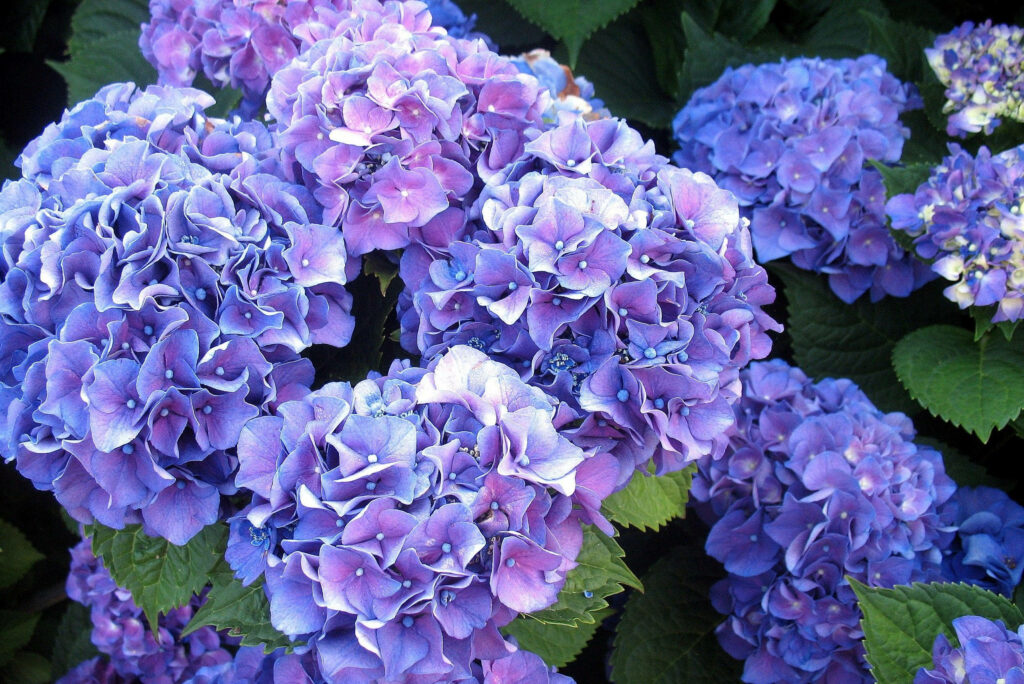 Vibrant Violet Hydrangeas on Dark Green Leaves - Stunning Wallpaper