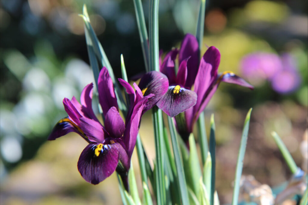 Vibrant Violet Iris Flowers: Intricate Petals on Blurred Background Wallpaper