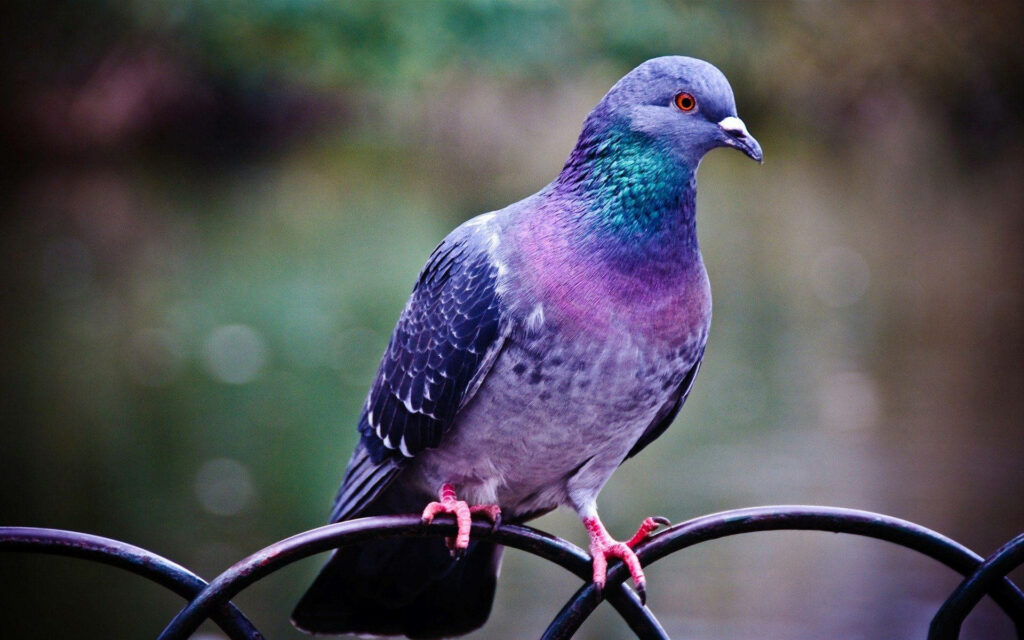 Spectacular Sight: Red-Eyed Rainbow Pigeon Perched on a Fence Wallpaper