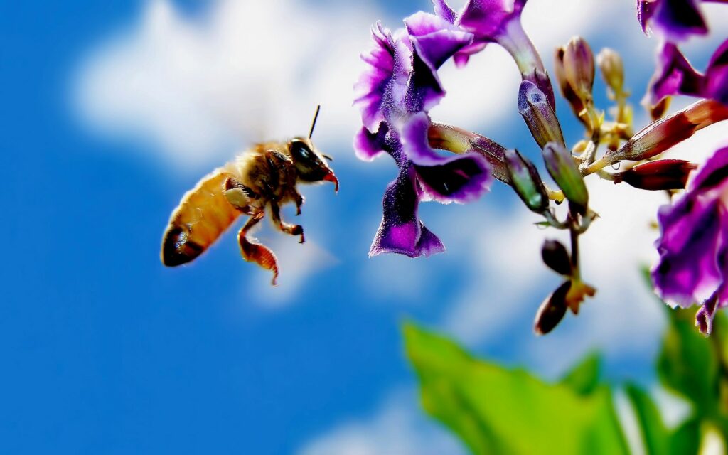 Vibrant Bee Pollination Wallpaper: Purple Flower & Blue Sky