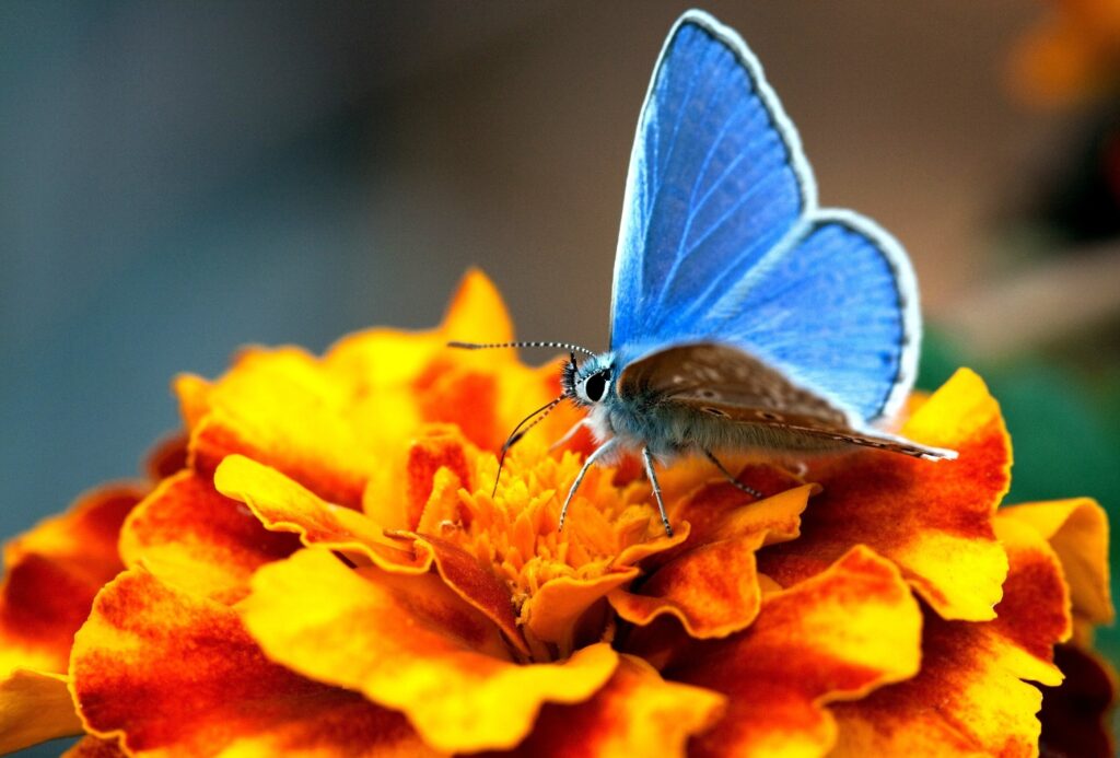 Vivid Blue Butterfly on Bright Orange Flower - Nature Wallpaper Background